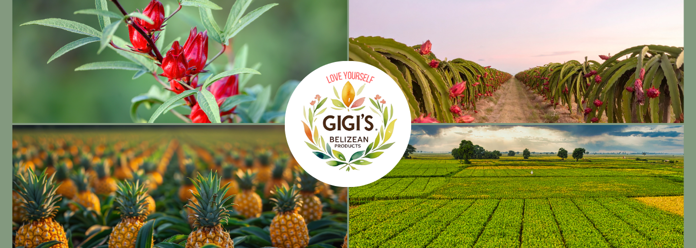 GiGis Belizean Products Juice Locations Jazmynn Tillett