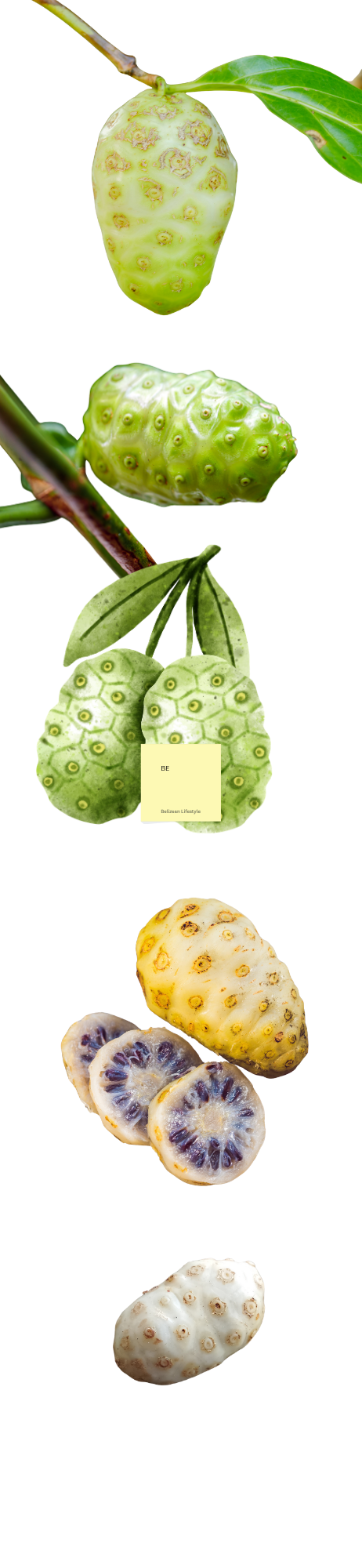 gIi Belizean Products Noni