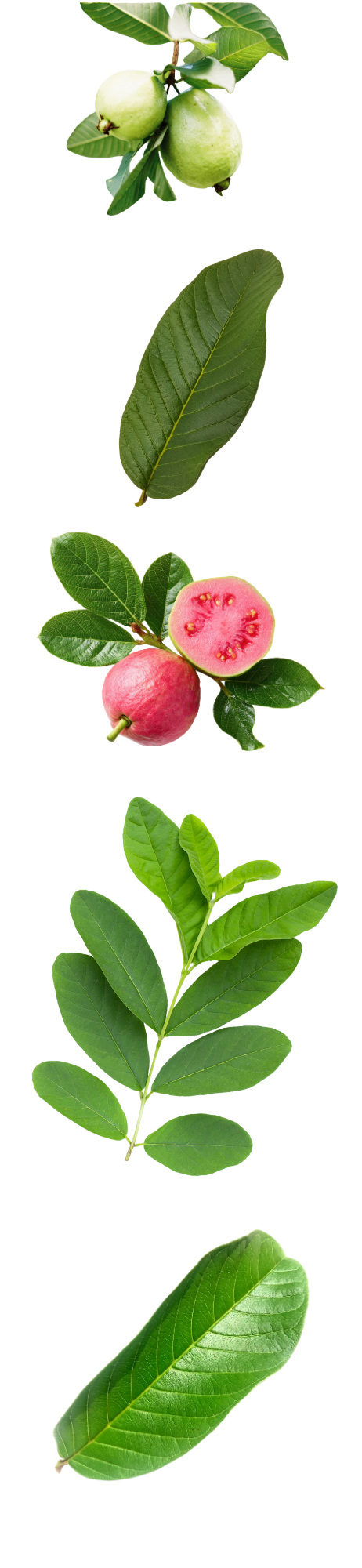Because of their antimicrobial and antioxidant properties, guava leaves are sometimes used in traditional skin preparations for acne and minor skin problems. May support heart health: