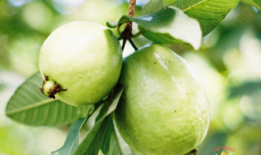 Gigis Belizean Products GUAVAleaf