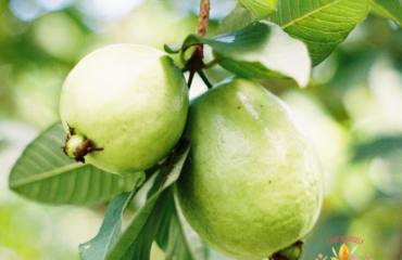 Gigis Belizean Products GUAVAleaf