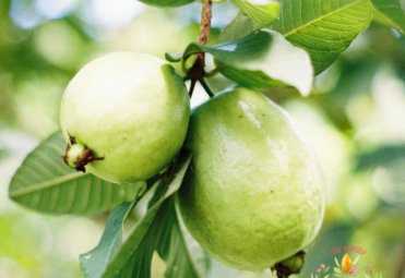 Gigis Belizean Products GUAVAleaf Gigis Belizean Products GUAVAleaf