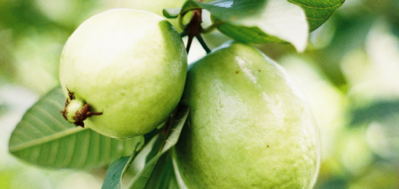 Gigis Belizean Products GUAVAleaf