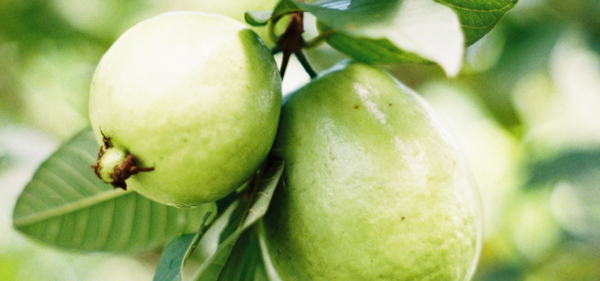 Gigis Belizean Products GUAVAleaf