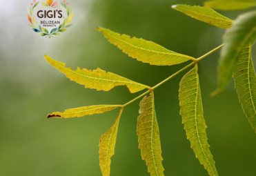 Gigis Belizean Products neem lef Gigis Belizean Products neem lef
