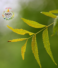 Neem Leaf