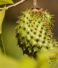 Soursop Leaf