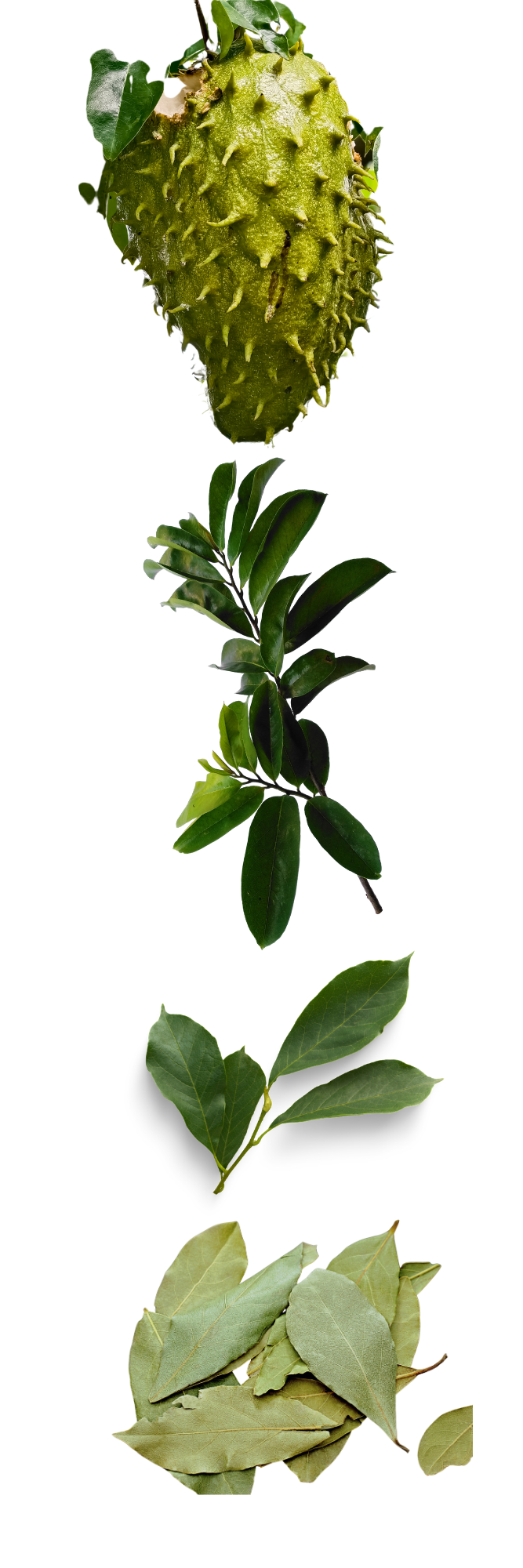 Gigi belizean products soursop