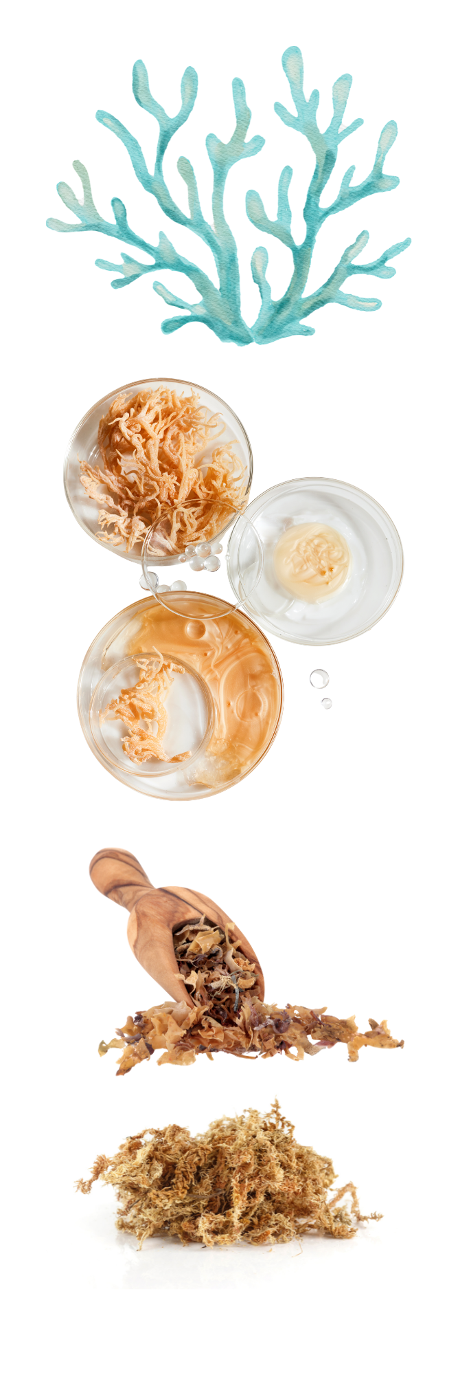 GiGi Belizean Products Sea Moss Se Weed