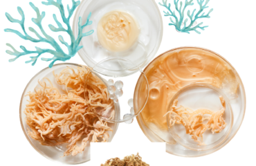 Sea moss provides important nutrients, including iodine, potassium, calcium, magnesium, iron, zinc, and vitamins A, C, E, and several B vitamins. These nutrients play essential roles in maintaining healthy body functions, from supporting the immune system to promoting strong bones and healthy muscles.