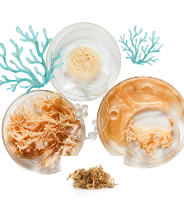 Sea moss provides important nutrients, including iodine, potassium, calcium, magnesium, iron, zinc, and vitamins A, C, E, and several B vitamins. These nutrients play essential roles in maintaining healthy body functions, from supporting the immune system to promoting strong bones and healthy muscles.