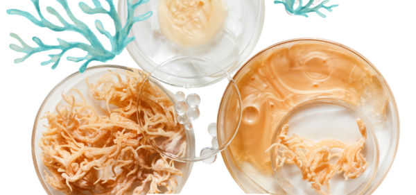 Sea moss provides important nutrients, including iodine, potassium, calcium, magnesium, iron, zinc, and vitamins A, C, E, and several B vitamins. These nutrients play essential roles in maintaining healthy body functions, from supporting the immune system to promoting strong bones and healthy muscles.