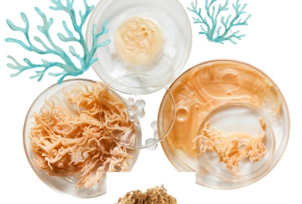 Sea moss provides important nutrients, including iodine, potassium, calcium, magnesium, iron, zinc, and vitamins A, C, E, and several B vitamins. These nutrients play essential roles in maintaining healthy body functions, from supporting the immune system to promoting strong bones and healthy muscles.