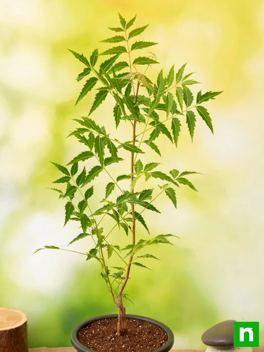 GiGis Nemm Leaf